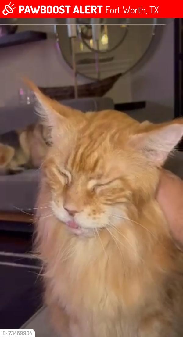 Lost Male Cat last seen Diamond trace dr, Fort Worth, TX 76244