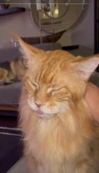 Lost Male Cat last seen Diamond trace dr, Fort Worth, TX 76244