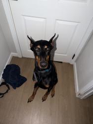 Lost Male Dog last seen Beatties ford, Charlotte, NC 28216