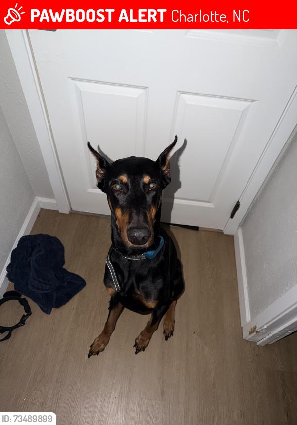 Lost Male Dog last seen Beatties ford, Charlotte, NC 28216