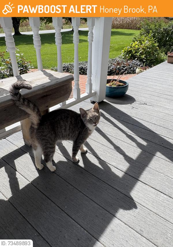Found/Stray Female Cat last seen Suplee Rd and Chestnut Tree Rd, Honey Brook, PA 19344