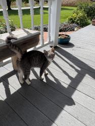 Found/Stray Female Cat last seen Suplee Rd and Chestnut Tree Rd, Honey Brook, PA 19344