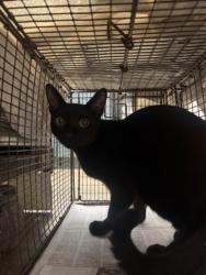 Shelter Stray Male Cat last seen , West Valley Animal Shelter, 20655 Plummer St, Chatsworth, CA 91311, USA