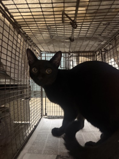 Shelter Stray Male Cat last seen , West Valley Animal Shelter, 20655 Plummer St, Chatsworth, CA 91311, USA
