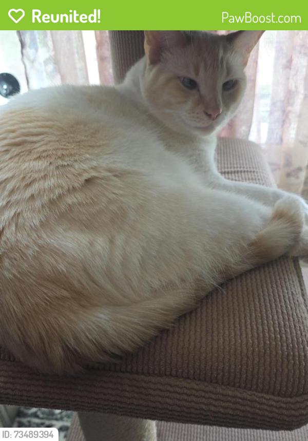 Reunited Male Cat last seen Near and tuskawila, Winter Springs, FL 32708