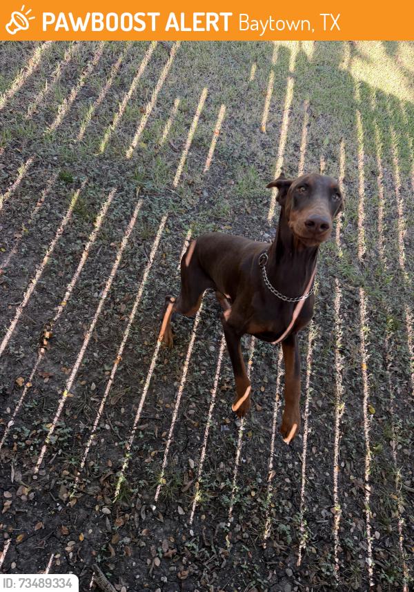 Found/Stray Unknown Dog last seen Avenue j Baytown, Baytown, TX 77520