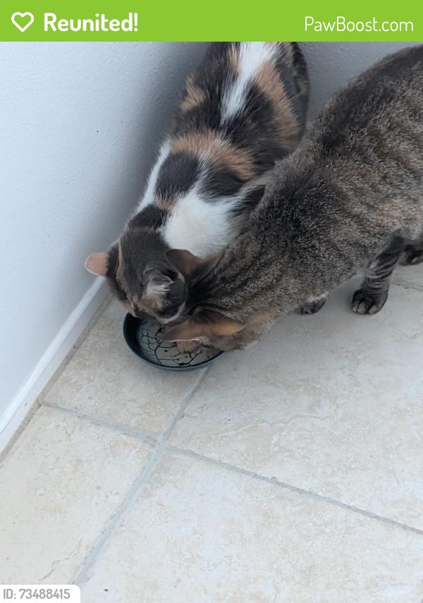 Reunited Female Cat last seen 9th Street and C Street Casa Marina cndmniums, Oxnard, CA 93030