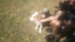 Found/Stray Male Dog last seen McKinney St and Angel's Bend, Denton, TX 76208