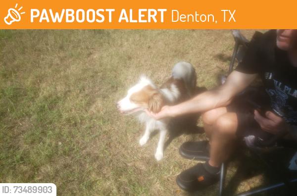 Found/Stray Male Dog last seen McKinney St and Angel's Bend, Denton, TX 76208