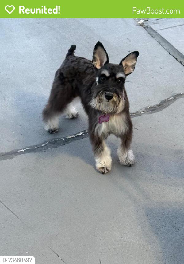 Reunited Female Dog last seen Near Calanda, Orlando, FL 32807
