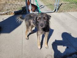 Shelter Stray Male Dog last seen , 957 N Gaffey St, San Pedro, CA 90731, USA