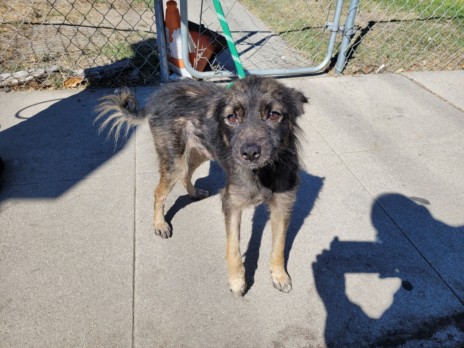 Shelter Stray Male Dog last seen , 957 N Gaffey St, San Pedro, CA 90731, USA
