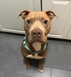 Shelter Stray Male Dog last seen CHARLOTTE, 8315 Byrum Dr, Charlotte, NC 28217, USA