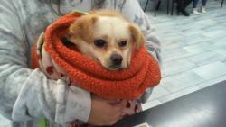 Shelter Stray Male Dog last seen CHARLOTTE, 8315 Byrum Dr, Charlotte, NC 28217, USA
