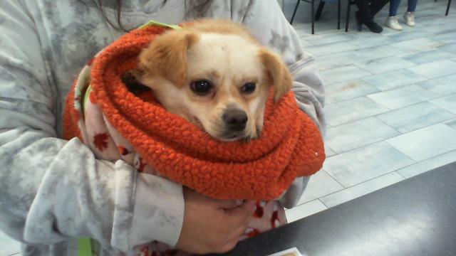 Shelter Stray Male Dog last seen CHARLOTTE, 8315 Byrum Dr, Charlotte, NC 28217, USA