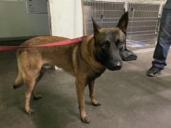 Shelter Stray Male Dog last seen , 1850 W 60th St, Los Angeles, CA 90047, USA