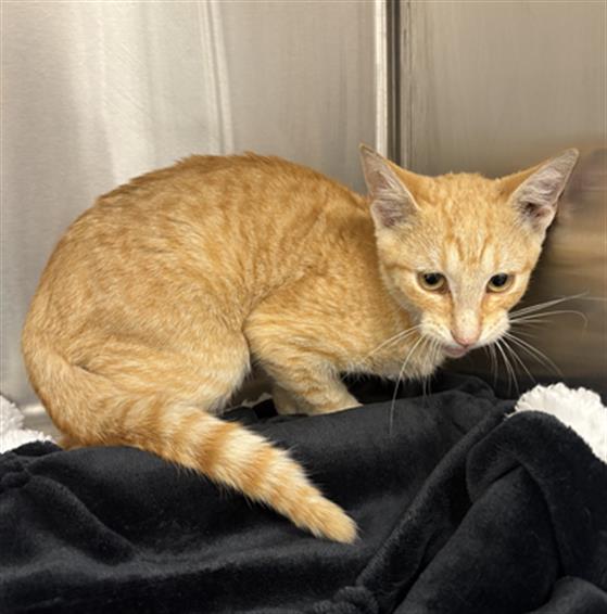 Shelter Stray Male Cat last seen Near, 5001 E Raymond St, Indianapolis, IN 46203, USA