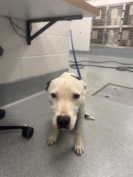 Shelter Stray Male Dog last seen Near, 5001 E Raymond St, Indianapolis, IN 46203, USA
