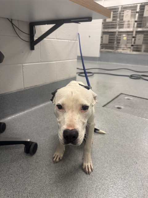 Shelter Stray Male Dog last seen Near, 5001 E Raymond St, Indianapolis, IN 46203, USA