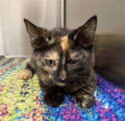 Shelter Stray Female Cat last seen Near, 5001 E Raymond St, Indianapolis, IN 46203, USA