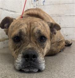 Shelter Stray Male Dog last seen CITRUS X 8TH, 333 Chandler Pl, San Bernardino, CA 92408, USA