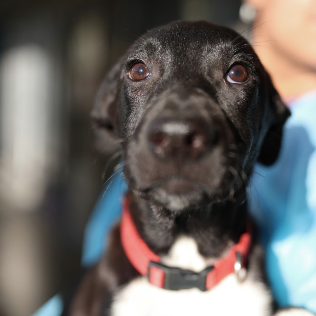 Shelter Stray Male Dog last seen Near BLOCK S FLORES, 4710 TX-151, San Antonio, TX 78227, USA
