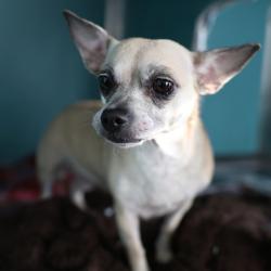 Shelter Stray Female Dog last seen Near BLOCK BLANCO RD, 4710 TX-151, San Antonio, TX 78227, USA