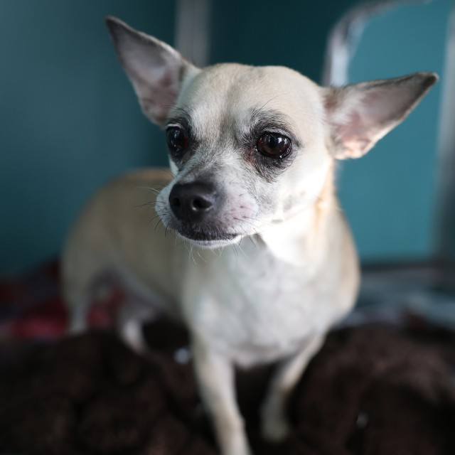 Shelter Stray Female Dog last seen Near BLOCK BLANCO RD, 4710 TX-151, San Antonio, TX 78227, USA