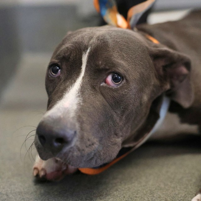 Shelter Stray Male Dog last seen BRONCO LANE, 4710 TX-151, San Antonio, TX 78227, USA