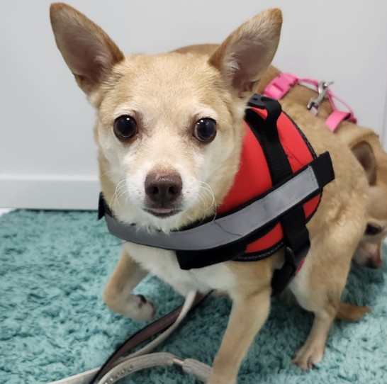 Shelter Stray Female Dog last seen , 3201 Lacy St, Los Angeles, CA 90031, USA