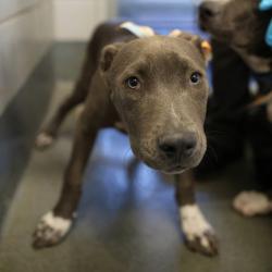 Shelter Stray Female Dog last seen BRONCO LANE, 4710 TX-151, San Antonio, TX 78227, USA