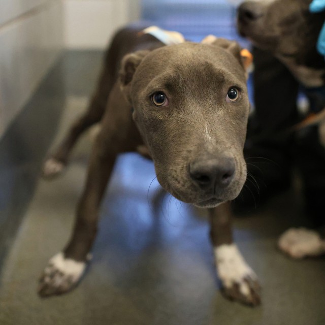 Shelter Stray Female Dog last seen BRONCO LANE, 4710 TX-151, San Antonio, TX 78227, USA