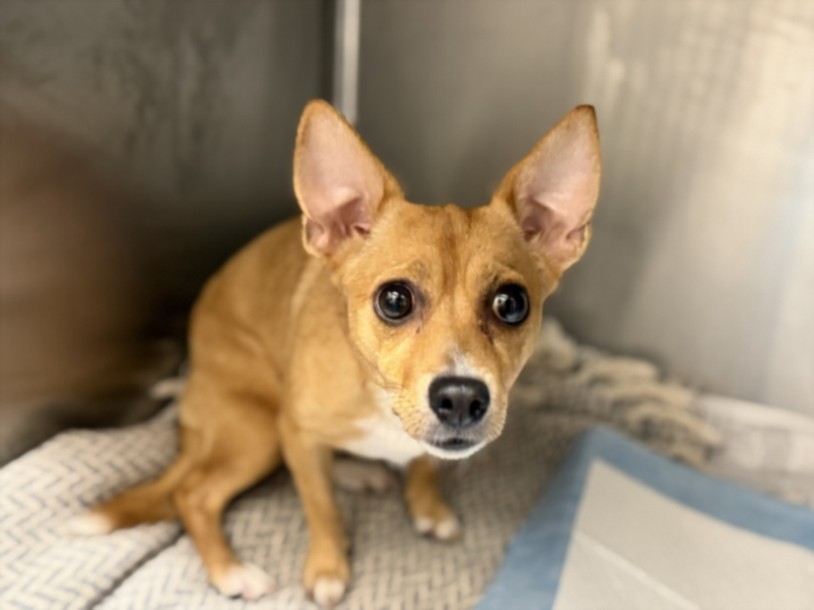 Shelter Stray Female Dog last seen , 3201 Lacy St, Los Angeles, CA 90031, USA