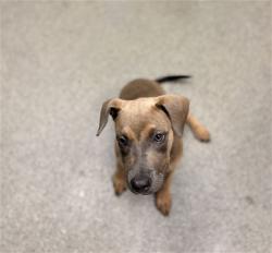 Shelter Stray Female Dog last seen Near BLOCK PINEY BRANCH RD, 4950 SW Triana Blvd, Huntsville, AL 35805, USA
