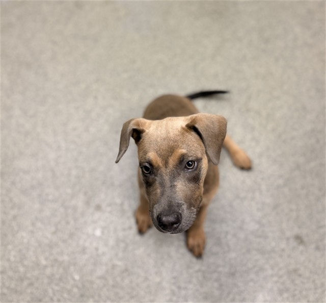 Shelter Stray Female Dog last seen Near BLOCK PINEY BRANCH RD, 4950 SW Triana Blvd, Huntsville, AL 35805, USA