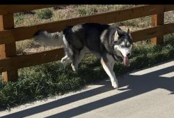 Reunited Male Dog last seen Copperleaf/ Layton, Aurora, CO 80015