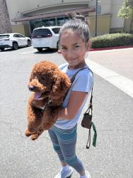 Reunited Female Dog last seen Near bentwood ln aliso viejo across from Heather ridge costco, Aliso Viejo, CA 92656