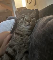 Lost Male Cat last seen 51st avenue m, Galveston, TX 77551