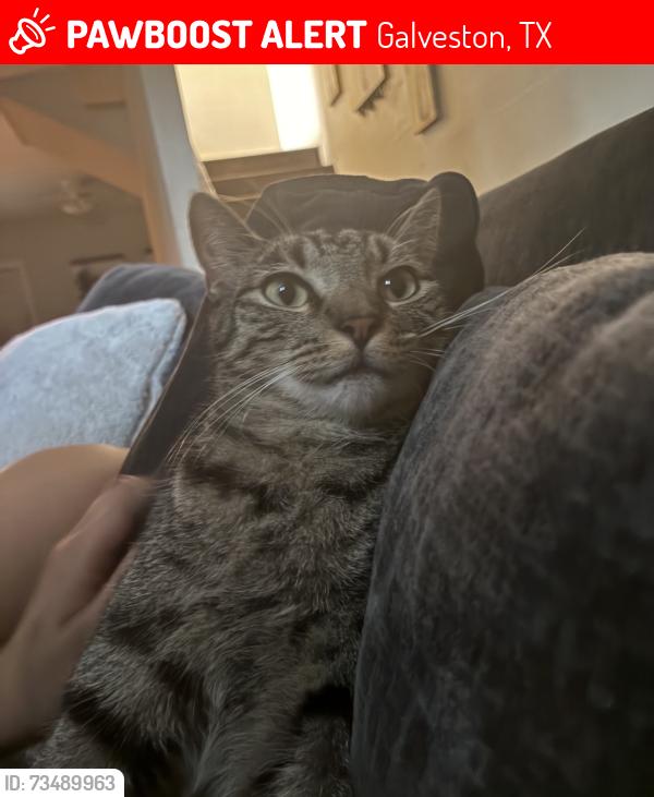 Lost Male Cat last seen 51st avenue m, Galveston, TX 77551