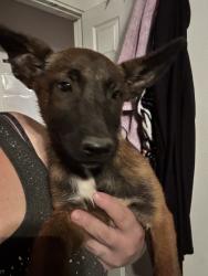 Found/Stray Female Dog last seen Vermont and Blakest, San Bernardino, CA 92407