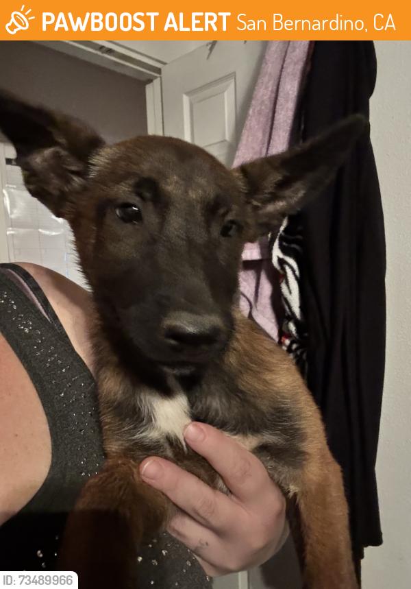 Found/Stray Female Dog last seen Vermont and Blakest, San Bernardino, CA 92407