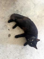 Found/Stray Unknown Cat last seen Dendron, Hewitt, TX 76643