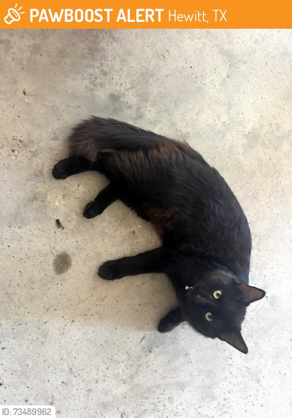 Found/Stray Unknown Cat last seen Dendron, Hewitt, TX 76643