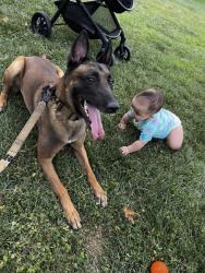 Reunited Male Dog last seen Spain and Tramway, Albuquerque, NM 87111