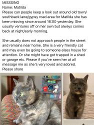 Lost Female Cat last seen Old town, North back lane, East Riding of Yorkshire, England YO16 4PR