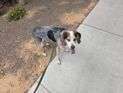 Reunited Female Dog last seen Higley and guadalupe, Gilbert, AZ 85234