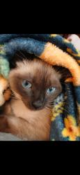 Lost Female Cat last seen Us 1 and church rd, Callahan, FL 32011