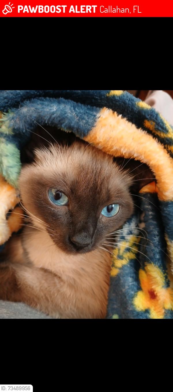 Lost Female Cat last seen Us 1 and church rd, Callahan, FL 32011