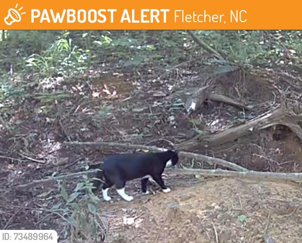 Found/Stray Unknown Cat last seen Bards Lane and Chanter, Fletcher, NC 28732