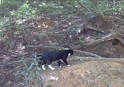 Found/Stray Unknown Cat last seen Bards Lane and Chanter, Fletcher, NC 28732